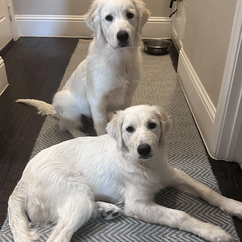 A baby large-sized female Great Pyrenees dog named Sadie for adoption in Krum, TX