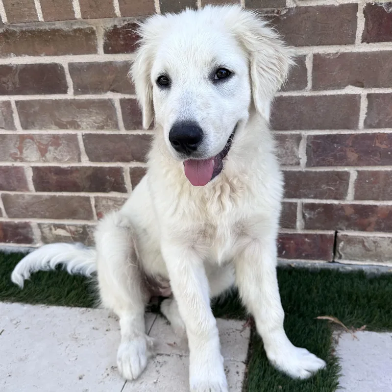 Sadie thumbnail 5