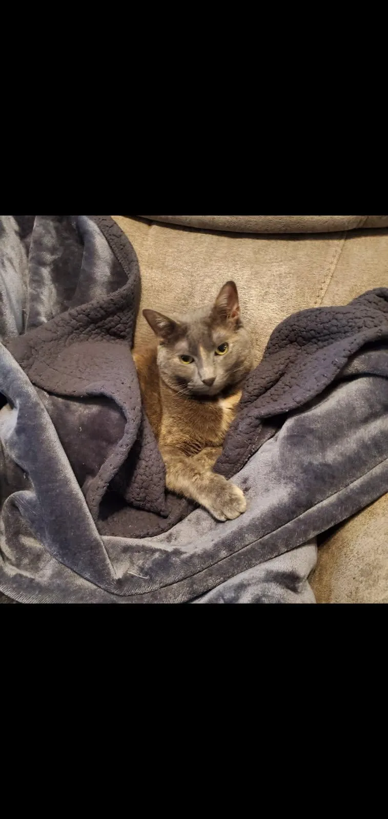 A senior medium-sized female Russian Blue cat named Stormy for adoption in Parker, TX