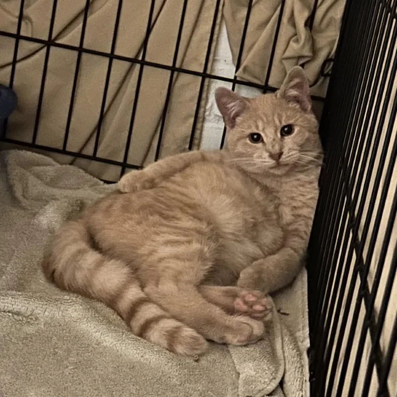 Nice Guy Jones thumbnail 2