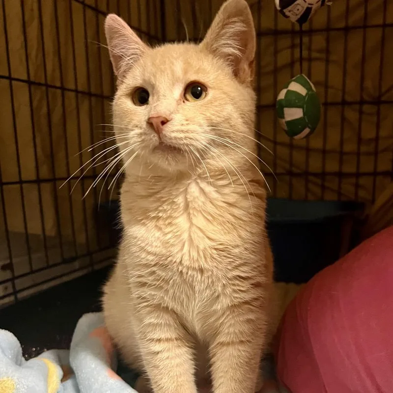 Nice Guy Jones thumbnail 3