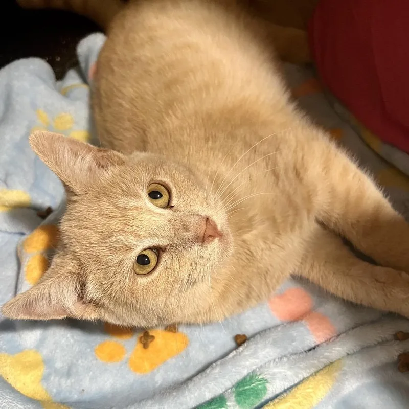 Nice Guy Jones thumbnail 4