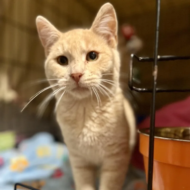 Nice Guy Jones thumbnail 5