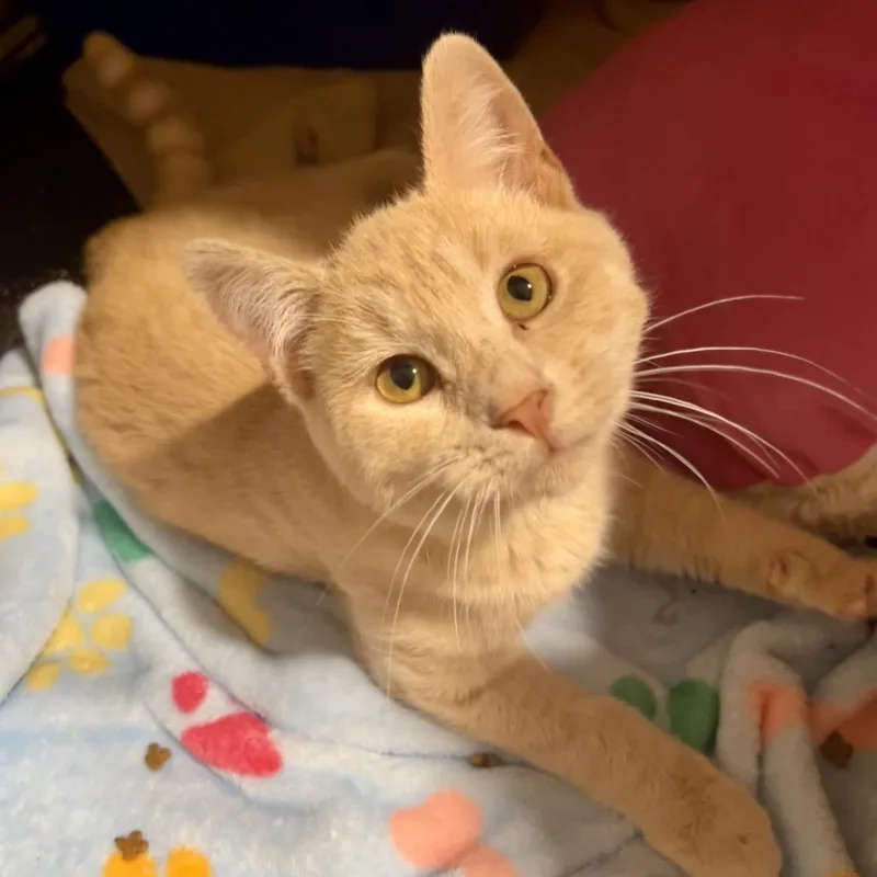 Nice Guy Jones thumbnail 6