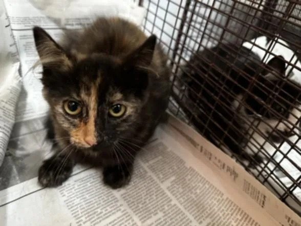 A baby small-sized female Domestic Short Hair cat named Spice for adoption in Los Angeles, CA