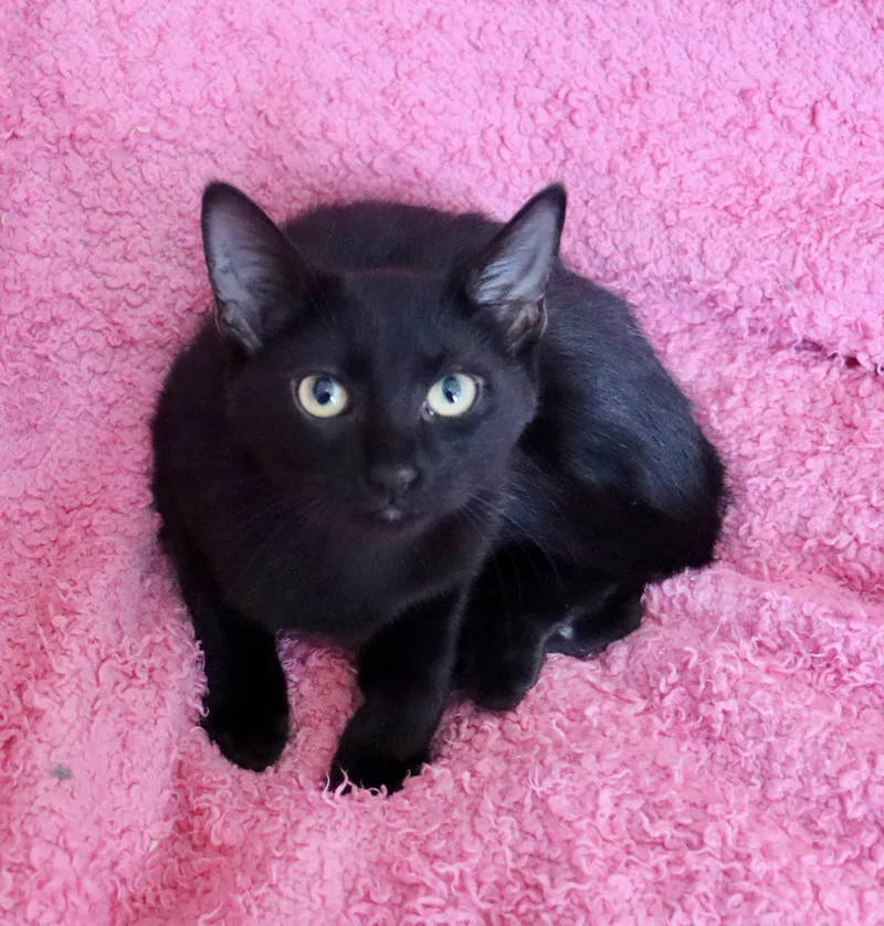 A baby medium-sized female Black Bombay cat named Juniper for adoption in Saint Augustine, FL