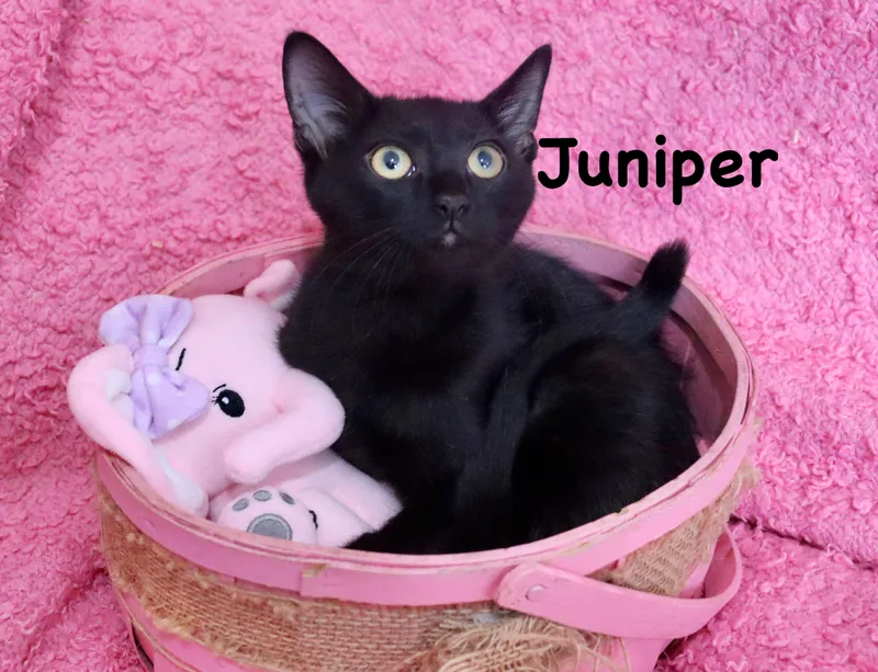 Juniper thumbnail 5