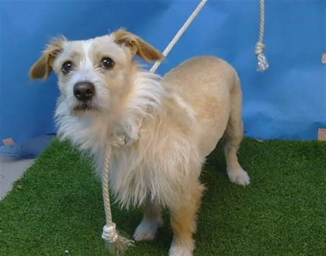 A young medium-sized female Terrier dog named Lulu for adoption in Gardena, CA