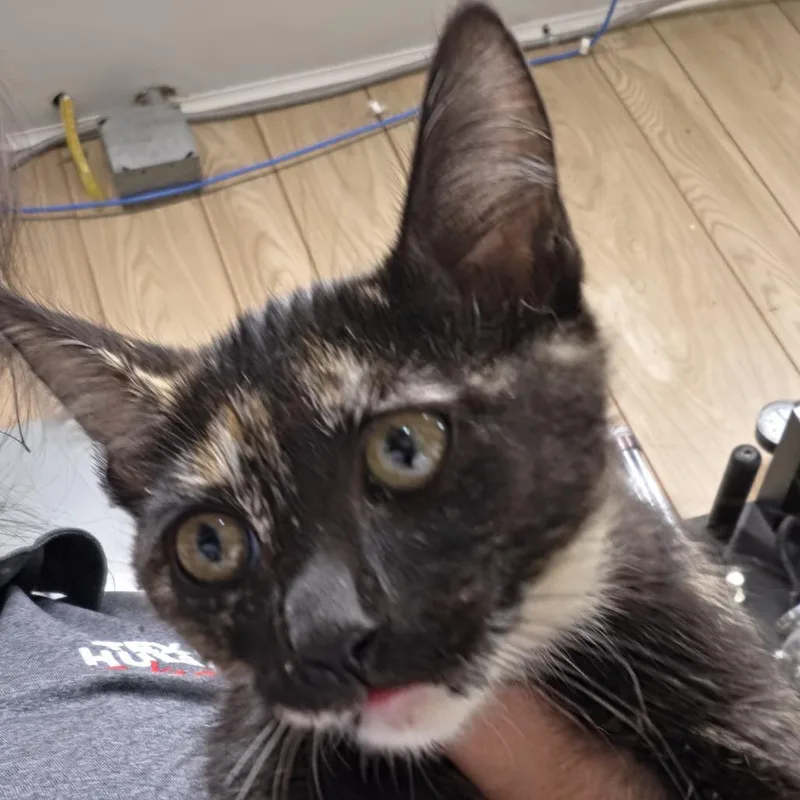 A baby small-sized female Tortoiseshell Domestic Short Hair cat named Royal for adoption in Leander, TX