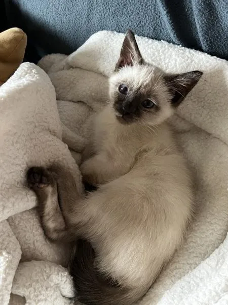 A baby small-sized female Domestic Short Hair cat named Goody for adoption in Salt Lake City, UT