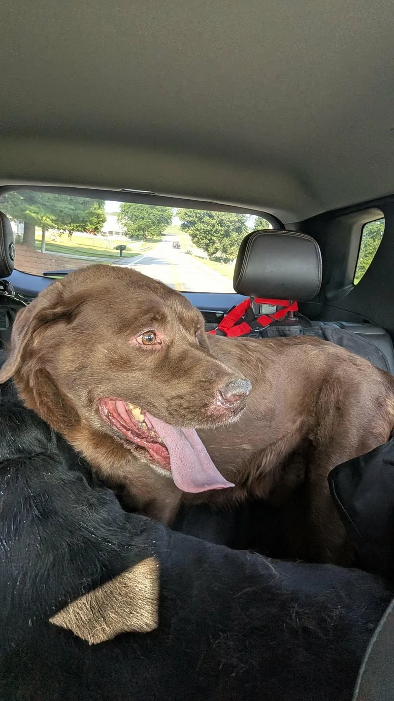 A senior large-sized male Brown / Chocolate Chocolate Labrador Retriever dog named ClydeNot Accepting Applications for adoption in Medina, OH