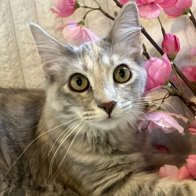 A young medium-sized female Gray / Blue / Silver Domestic Short Hair cat named Feisty Limited Edition for adoption in Eaton Rapids, MI