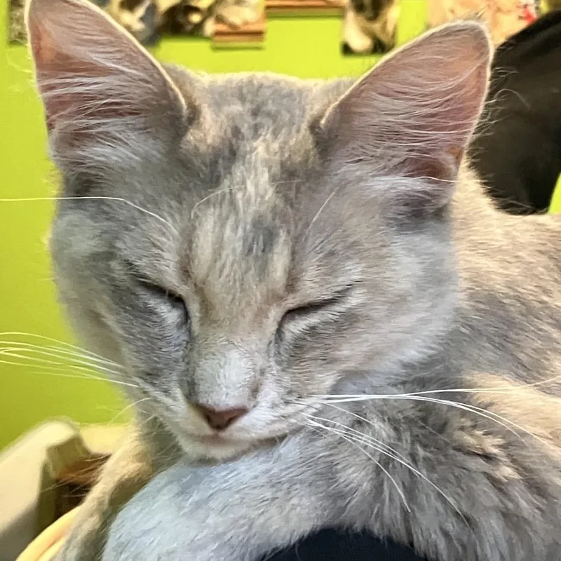 Feisty Limited Edition thumbnail 4