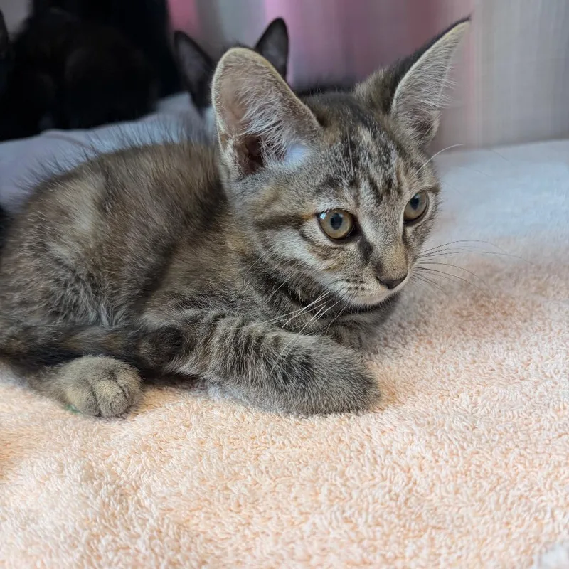 A baby small-sized female Torbie Domestic Short Hair cat named Zucchini for adoption in Madisonville, TN