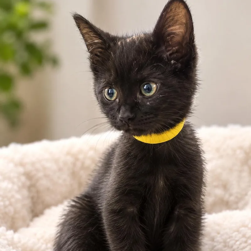 A baby small-sized female Domestic Short Hair cat named Yellow for adoption in La Plata, MD