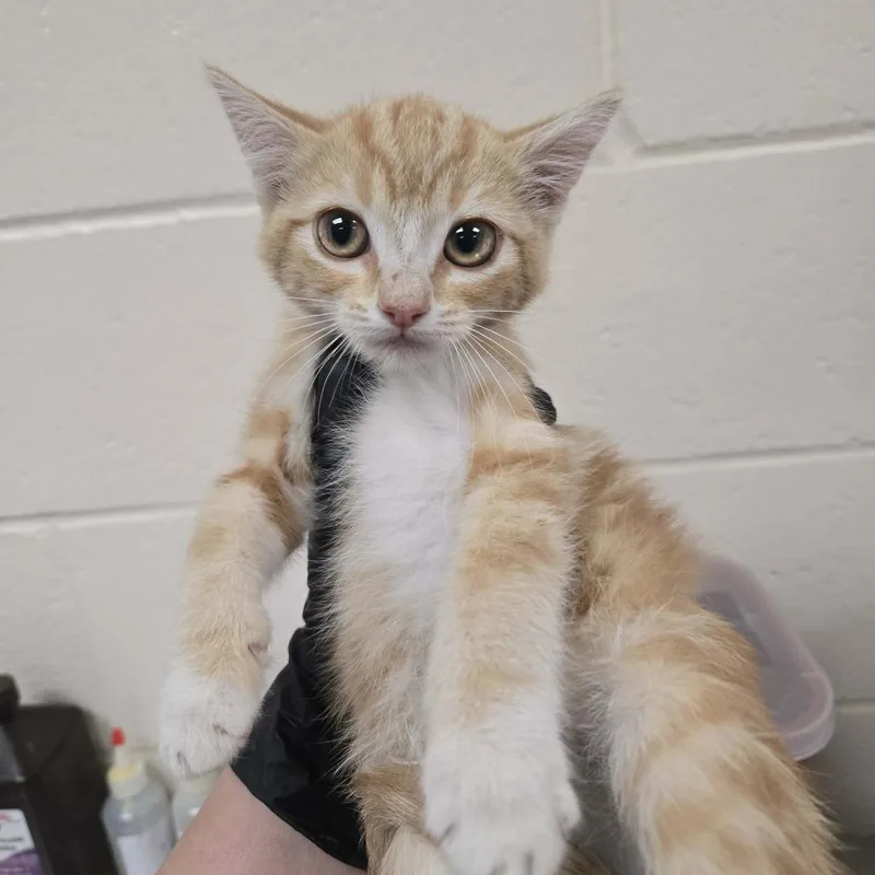 A baby small-sized male Orange / Red Domestic Short Hair cat named Trousers for adoption in Reno, NV