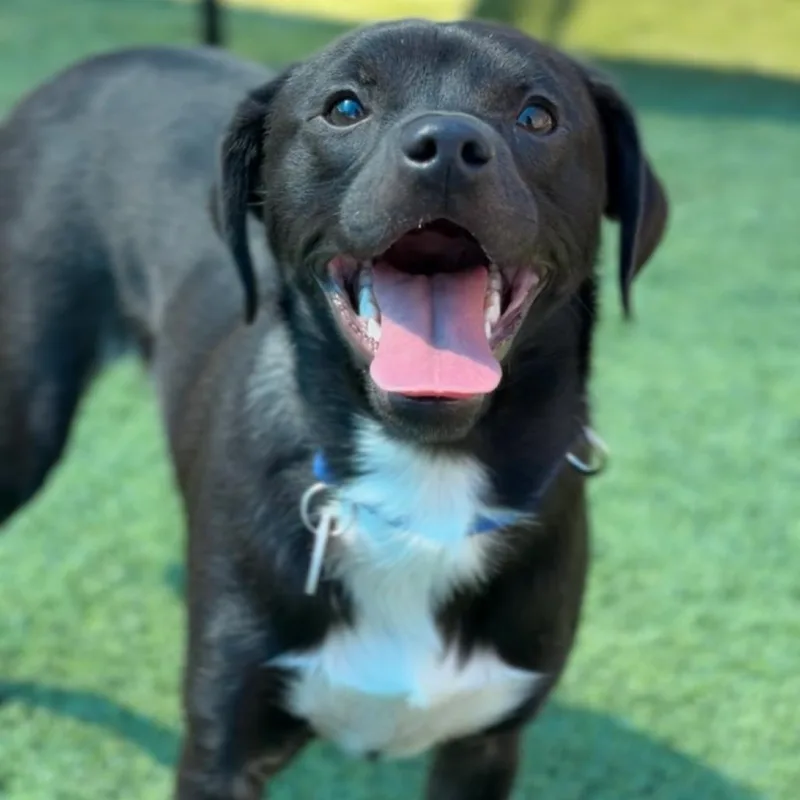 A young small-sized male Black Mixed Breed dog named Patch A for adoption in Mission Hills, CA