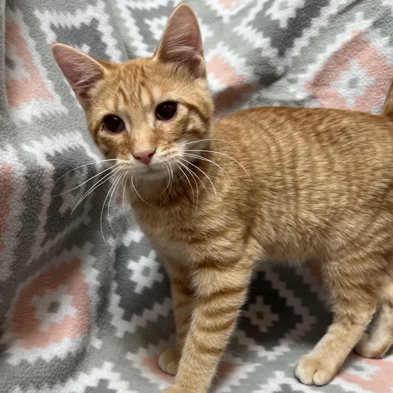 A baby medium-sized male Tabby (Orange / Red) Domestic Short Hair cat named Kevin for adoption in Fairmont, MN