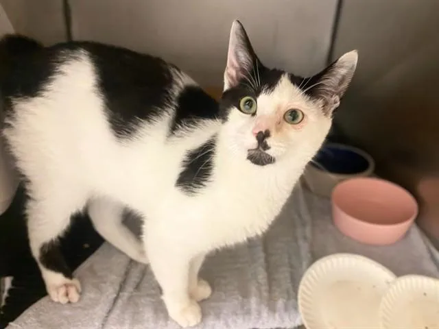 A baby small-sized male Domestic Short Hair cat named Orbit for adoption in Fort Wayne, IN