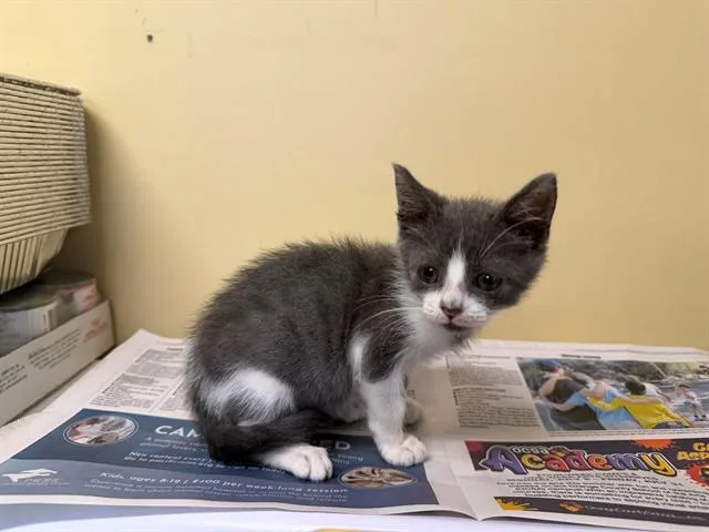 A baby small-sized female Domestic Short Hair cat named Bea Arthur for adoption in Tustin, CA