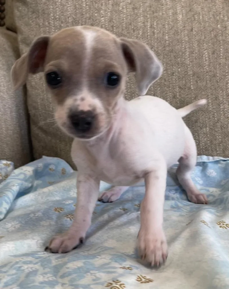 A baby small-sized female Mixed Breed dog named Vino for adoption in Thousand Oaks, CA