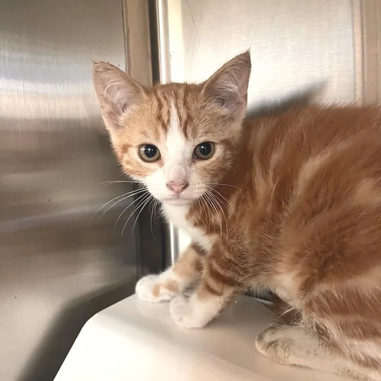 A baby small-sized female Domestic Short Hair cat named Jezebel for adoption in Los Angeles, CA
