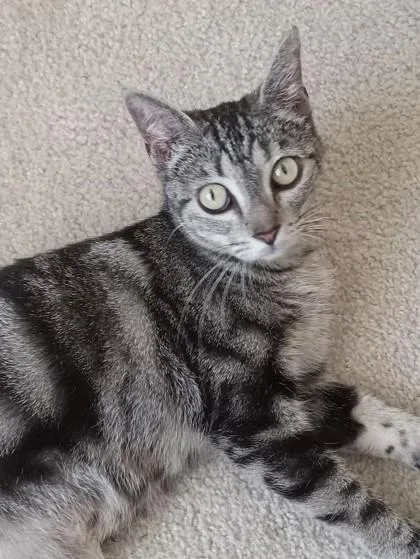 An adult small-sized female Domestic Short Hair cat named Canelli for adoption in Houston, TX