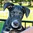 A baby small-sized male Terrier dog named Charlie Brown for adoption in Stuarts Draft, VA