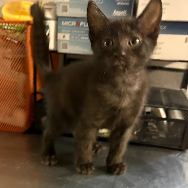 A baby small-sized male Domestic Short Hair cat named Onyx for adoption in San Jacinto, CA