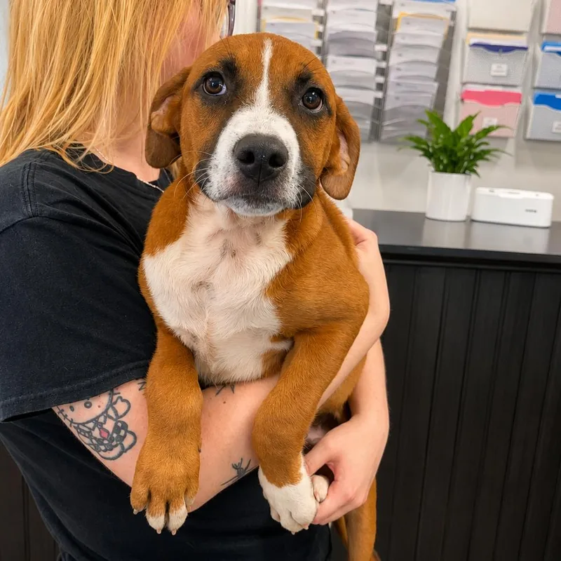 A baby medium-sized male Red / Chestnut / Orange Mixed Breed dog named Red Boy for adoption in Hopkinton, MA