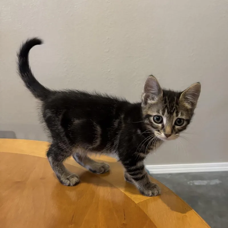 A baby small-sized male Brown / Chocolate Domestic Short Hair cat named Bravo for adoption in Kenai, AK