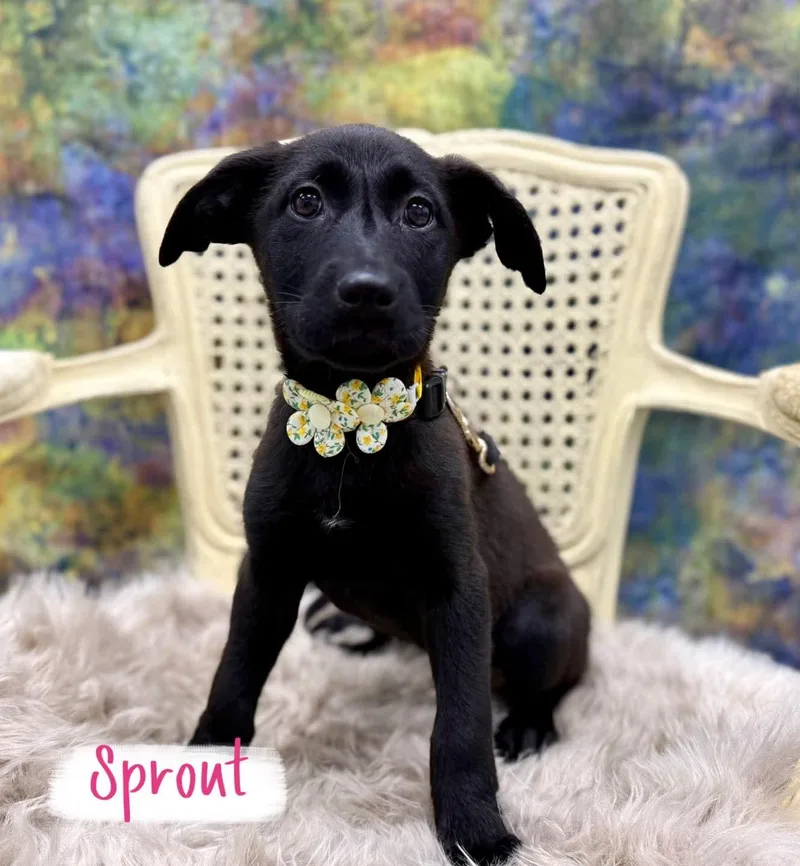 A baby medium-sized male Labrador Retriever dog named Sprout for adoption in Washington , PA