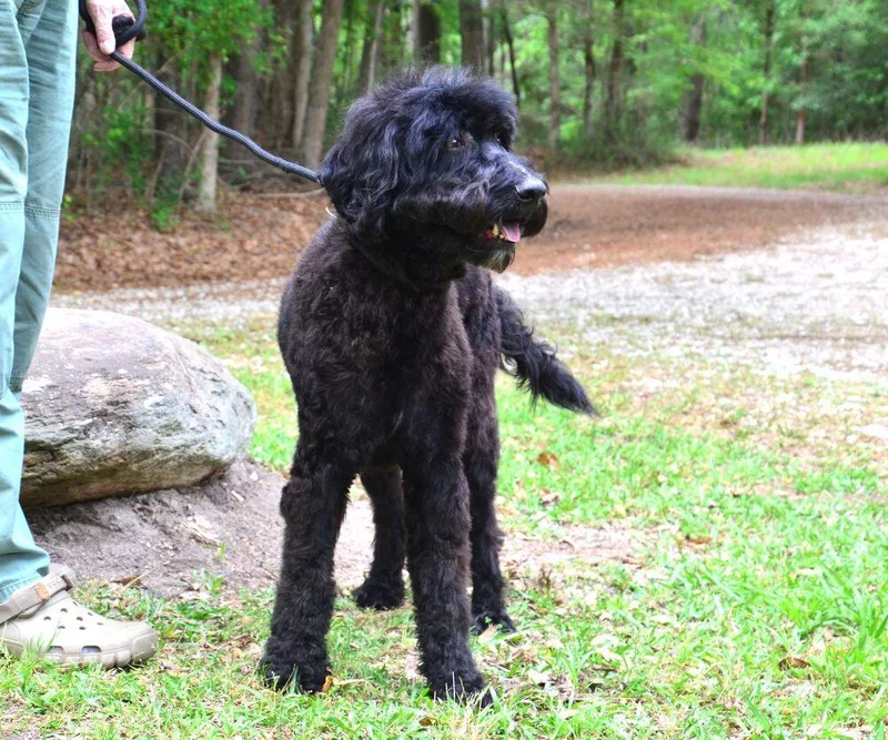 A young large-sized male Black Labrador Retriever dog named Jackson for adoption in Willingboro, NJ
