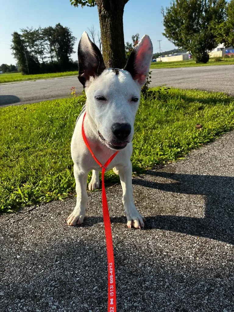 Oreo