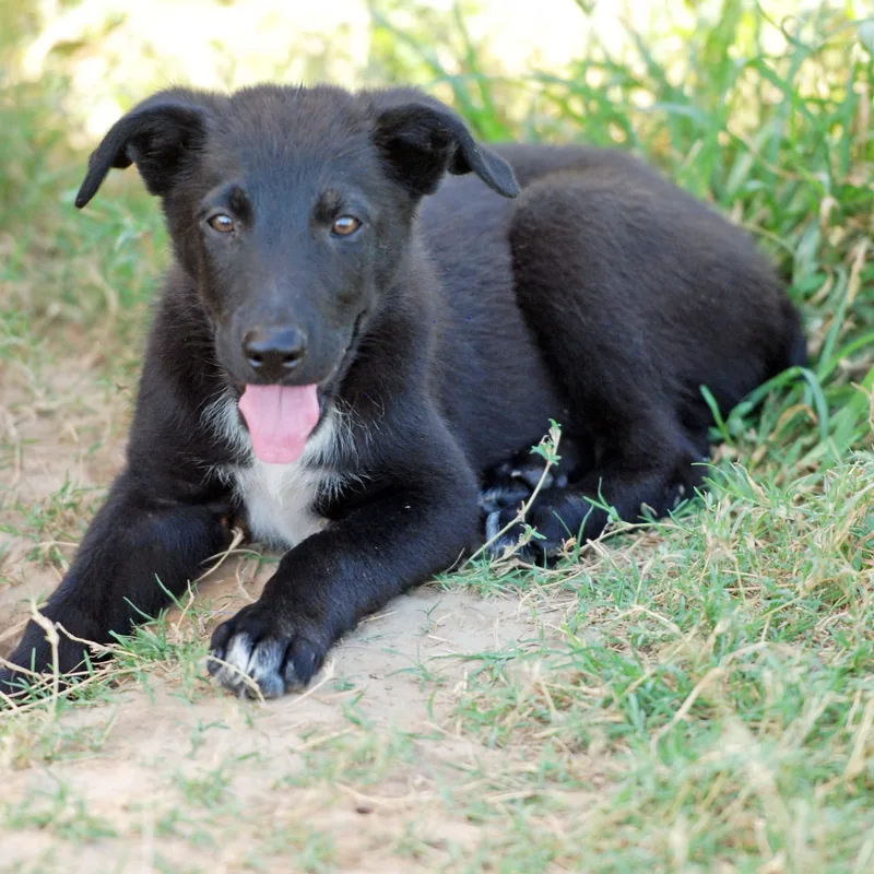 A baby large-sized male Black German Shepherd Dog dog named Casey for adoption in Madisonville, TX