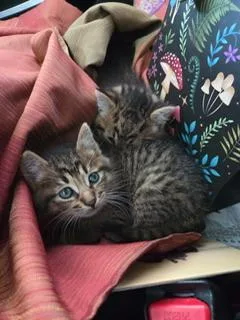 A young small-sized male Brown / Chocolate Tabby cat named Butterfinger for adoption in Parlier, CA