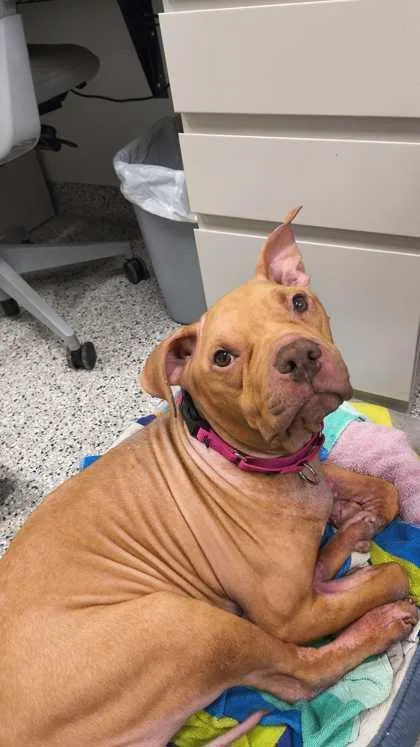 An adult large-sized female Brown / Chocolate Pit Bull Terrier dog named Foxy for adoption in Kansas City, MO