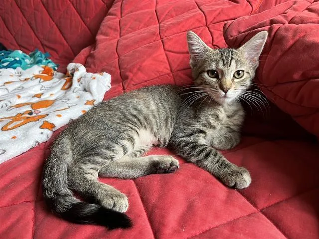 Tabitha