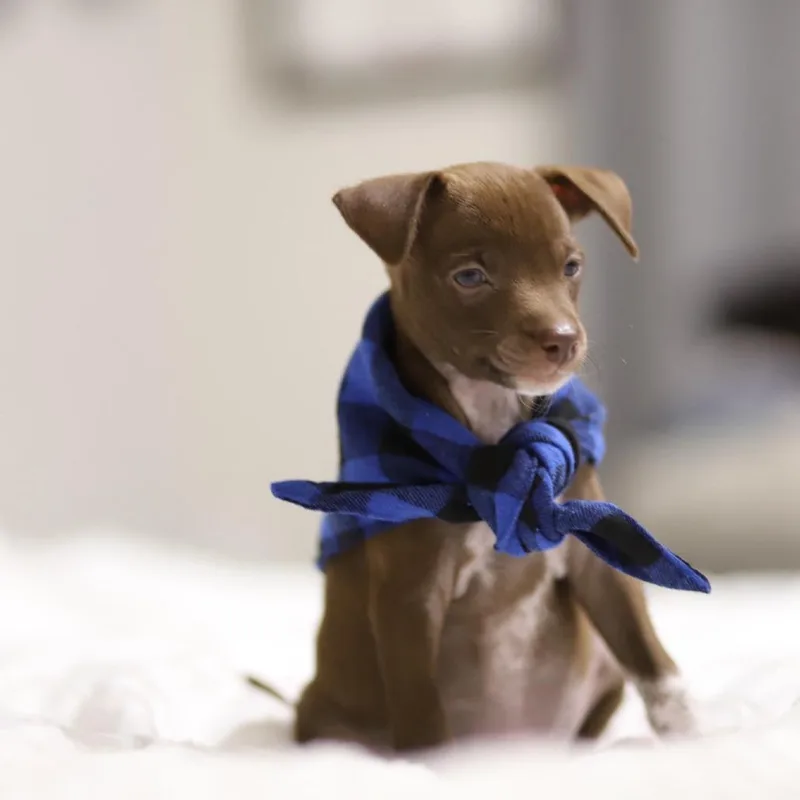 A baby small-sized male Brown / Chocolate Chihuahua dog named Bow for adoption in Boerne, TX