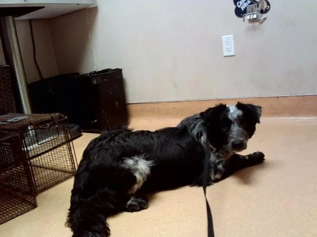 A young medium-sized male Border Collie dog named Gabino for adoption in Martinez, CA