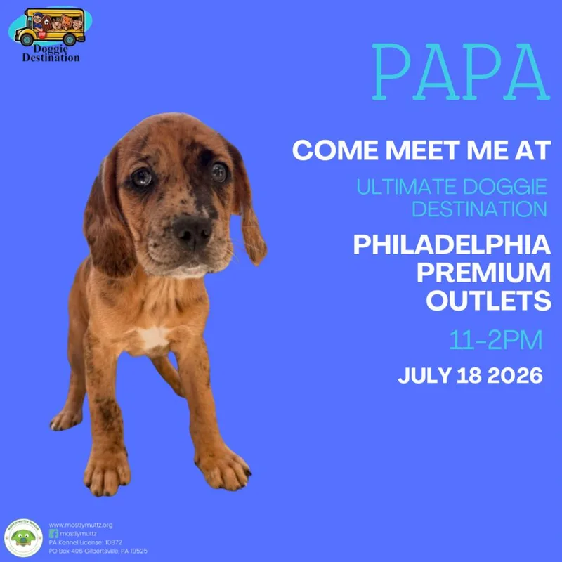 Papa thumbnail 5