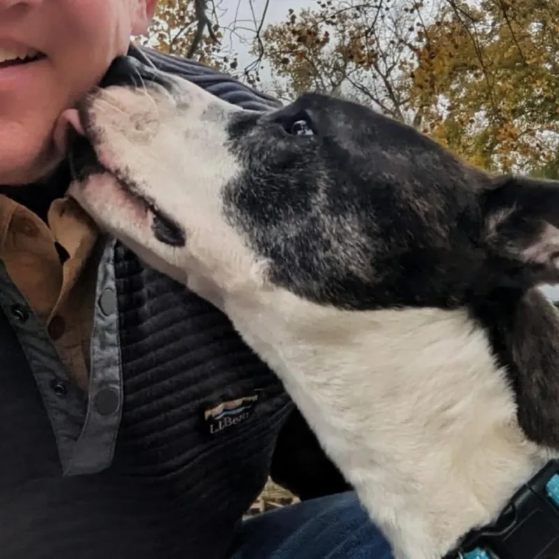 A senior medium-sized male Mixed Breed dog named Chops for adoption in Fairport, NY