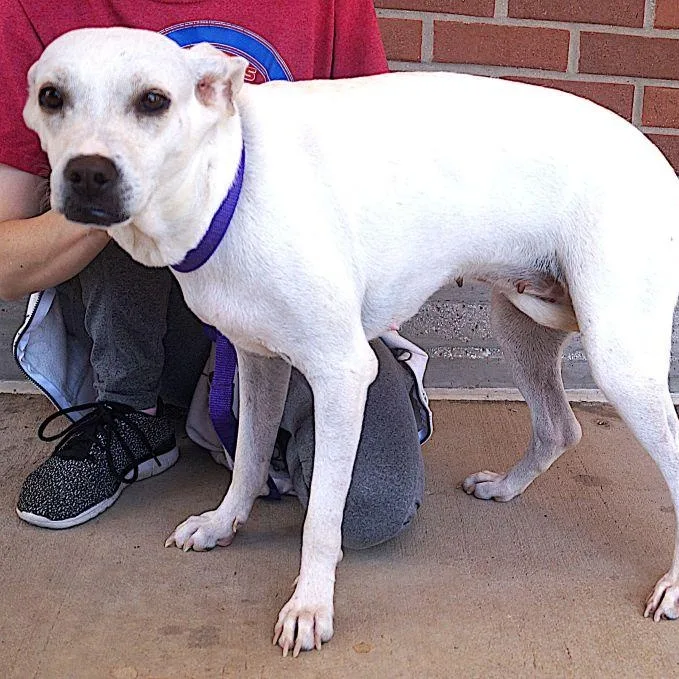 An adult small-sized female White / Cream Labrador Retriever dog named Poppi for adoption in Carrollton, TX