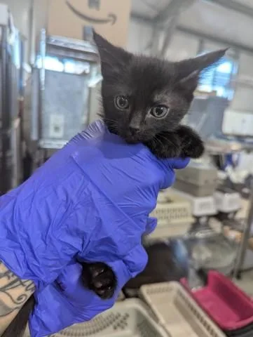 A baby small-sized female Domestic Short Hair cat named Donna for adoption in San Bernardino, CA