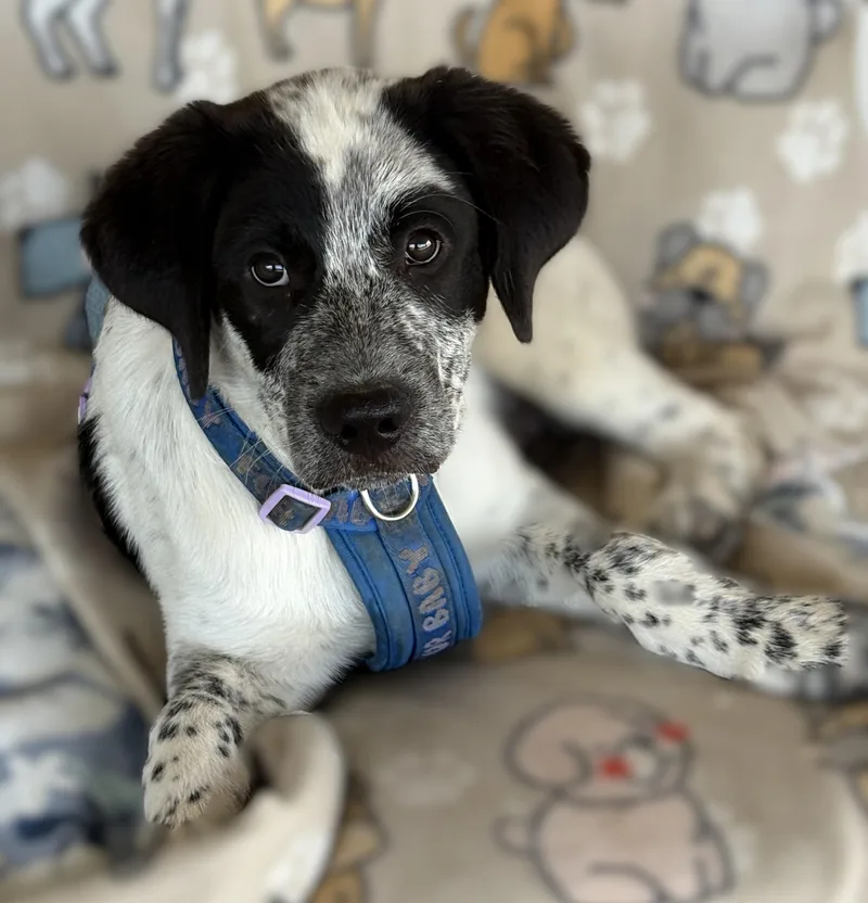 Meet Panda — Part thumbnail 2