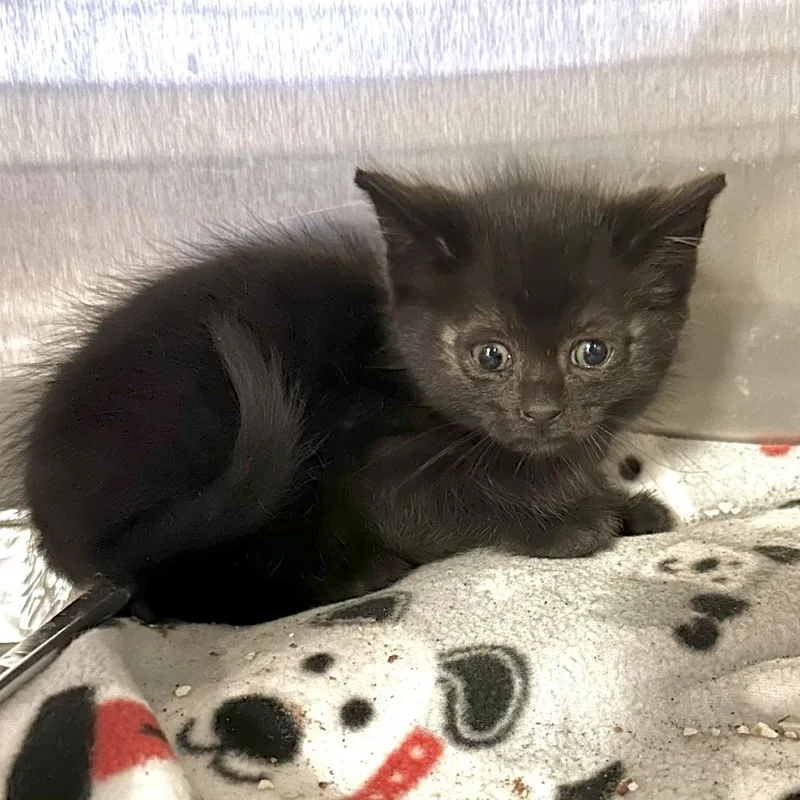 A baby small-sized female Black Domestic Short Hair cat named Honda for adoption in San Gabriel, CA