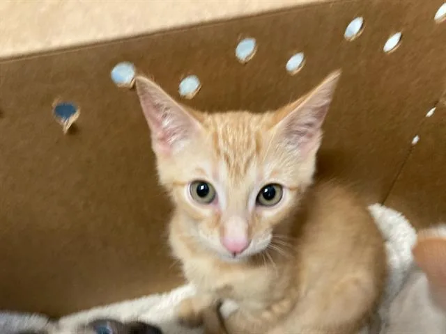 A baby small-sized male Domestic Short Hair cat named Jerry for adoption in Tustin, CA