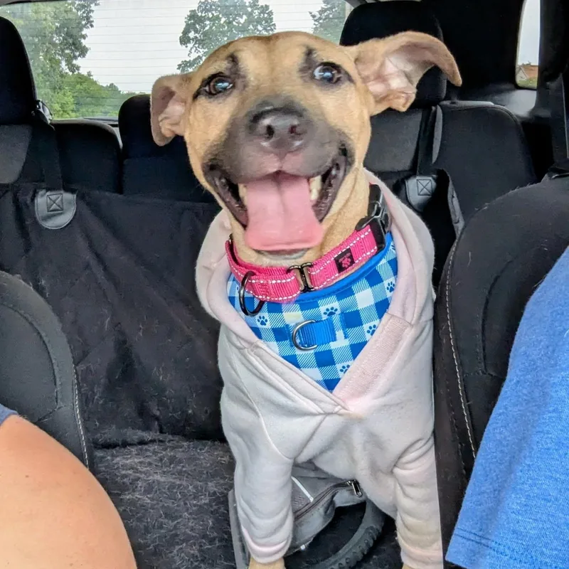 An adult medium-sized female Mixed Breed dog named Maple for adoption in Oak Park, MI