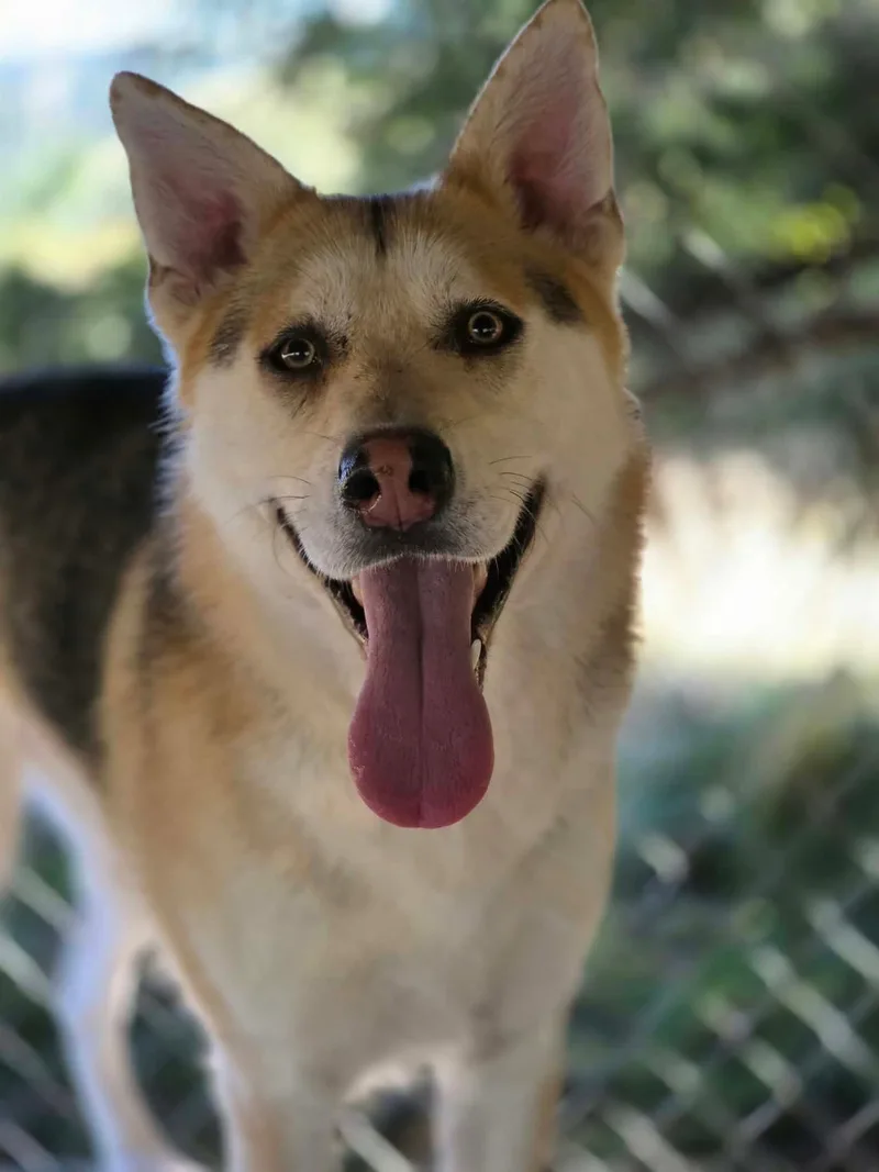 A young large-sized male White / Cream Husky dog named Eyes for adoption in Oakville, WA