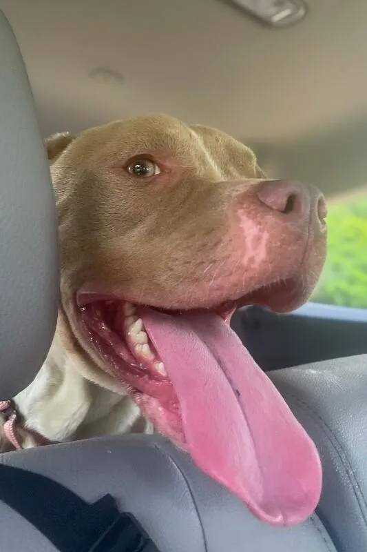 An adult large-sized male Yellow / Tan / Blond / Fawn Mixed Breed dog named Snuffle for adoption in Cincinnati, OH